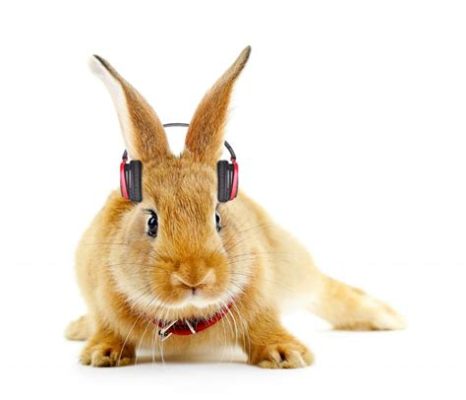 do rabbits prefer classical music over pop music