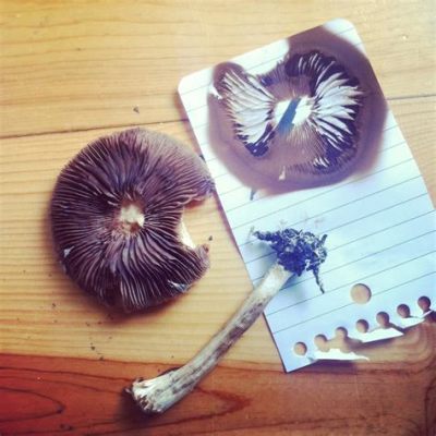 How to Take a Spore Print: A Detailed Guide with Insights